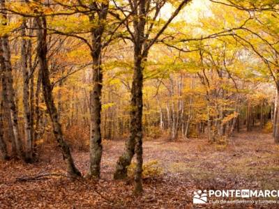 Actividades fin de semana, Parque Natural del Hayedo de Tejera Negra; ruta por la pedriza